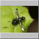 Rivellia syngenesiae - Fliege 01c 5mm.jpg